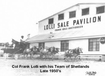 Frank and his Cherished Shetlands in front of the Lolli Sale Pavilion