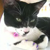 Soft Paws Nail Caps
