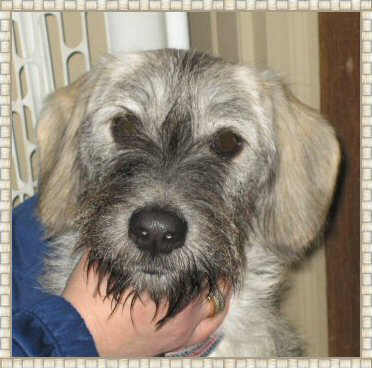 Meet our Featured Pet!